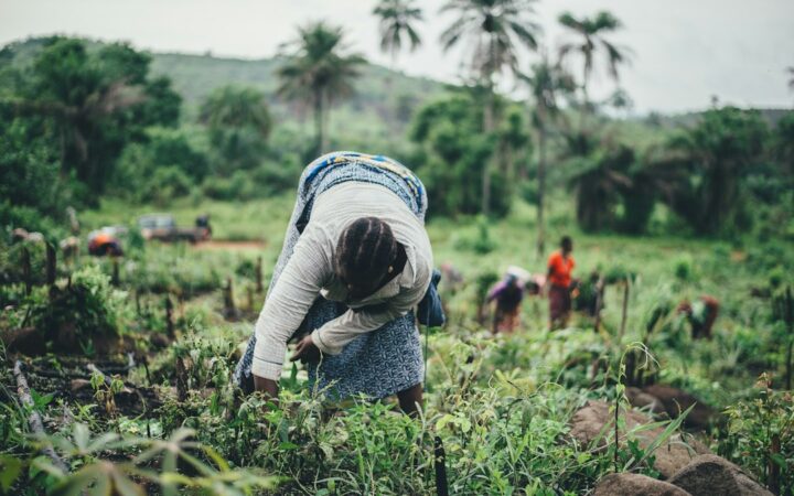 Agricultoras trabajando en un cultivo de una economía emergente